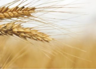 IGC forecasts for world grains crop in 2020/21