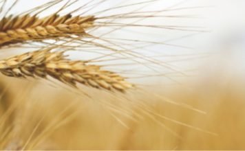 IGC forecasts for world grains crop in 2020/21