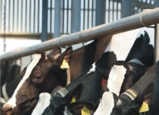 New Zealand reliance on five countries for animal feed