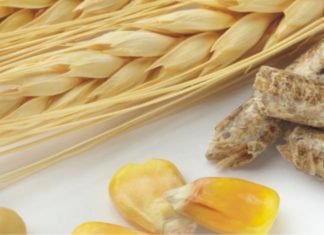 Corn Beginning and Ending Stocks Up Slightly: WASDE reports