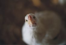 Factors fuelling growth of Indian poultry and livestock industry in post-COVID19