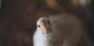 Factors fuelling growth of Indian poultry and livestock industry in post-COVID19