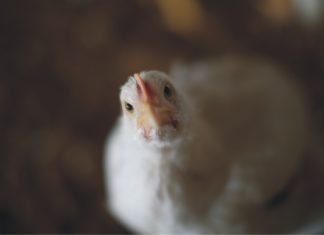 Factors fuelling growth of Indian poultry and livestock industry in post-COVID19