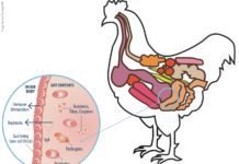 Beta-Glucans: A Crucial Weapon to Modulate Poultry Immune System