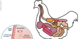 Beta-Glucans: A Crucial Weapon to Modulate Poultry Immune System