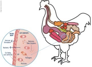 Beta-Glucans: A Crucial Weapon to Modulate Poultry Immune System