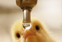 Unveiling the Science of Water Acidification – For Enhanced Water Quality and Flock Performance