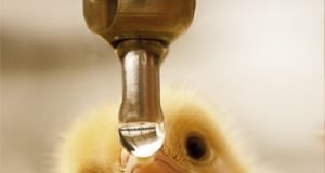 Unveiling the Science of Water Acidification – For Enhanced Water Quality and Flock Performance