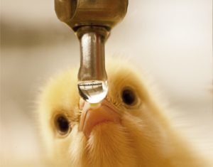 Unveiling the Science of Water Acidification – For Enhanced Water Quality and Flock Performance