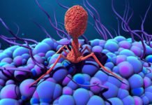 Bacteriophages helps to improve immunity during moulting