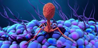 Bacteriophages helps to improve immunity during moulting