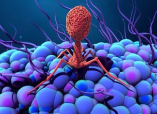 Bacteriophages helps to improve immunity during moulting