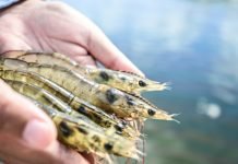 Domestic market can change the fate of Indian Aquaculture Industry