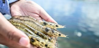 Domestic market can change the fate of Indian Aquaculture Industry