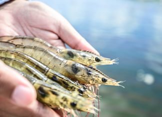 Domestic market can change the fate of Indian Aquaculture Industry