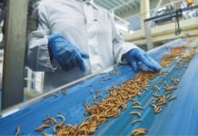 Insect Meal as an Alternative Protein Source for Poultry