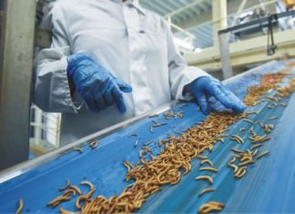 Insect Meal as an Alternative Protein Source for Poultry