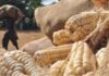 Lower demand pressures maize markets