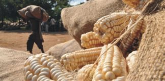 Lower demand pressures maize markets