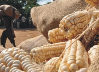 Lower demand pressures maize markets