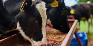 Mycotoxins: A Threat to Cattle Feed Safety in Indian Dairy