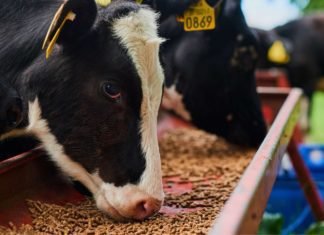 Mycotoxins: A Threat to Cattle Feed Safety in Indian Dairy