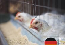 German University investigating the influence of insect and microalgae feeds on meat quality