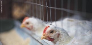 German University investigating the influence of insect and microalgae feeds on meat quality