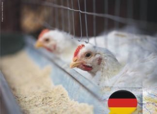German University investigating the influence of insect and microalgae feeds on meat quality