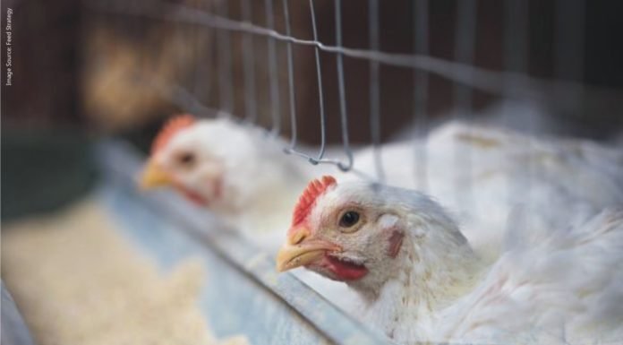 German University investigating the influence of insect and microalgae feeds on meat quality