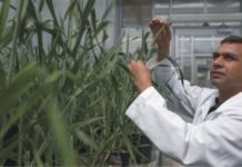 Research on water-saving alternative forage crops