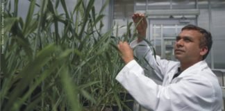 Research on water-saving alternative forage crops