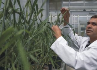 Research on water-saving alternative forage crops