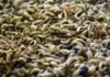 Insect meal insertion may positively impact broiler growth