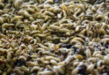 Insect meal insertion may positively impact broiler growth
