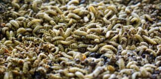Insect meal insertion may positively impact broiler growth