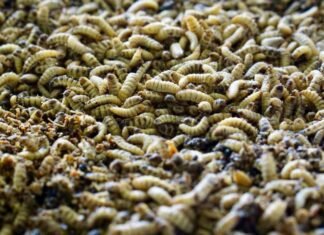 Insect meal insertion may positively impact broiler growth