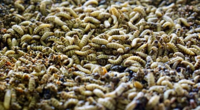 Insect meal insertion may positively impact broiler growth