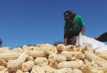 USDA Report on Zambia’s corn export for 2020-21