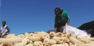 USDA Report on Zambia’s corn export for 2020-21