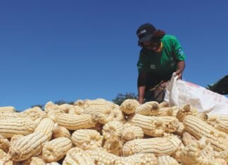 USDA Report on Zambia’s corn export for 2020-21