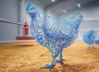 Superdosing of Phytase – A concept to increase animal performance