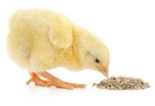 Effect of Early Post Hatch Feeding on the Development and Functioning of Poultry Immune System