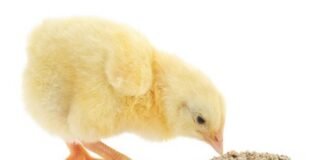 Effect of Early Post Hatch Feeding on the Development and Functioning of Poultry Immune System