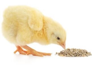 Effect of Early Post Hatch Feeding on the Development and Functioning of Poultry Immune System