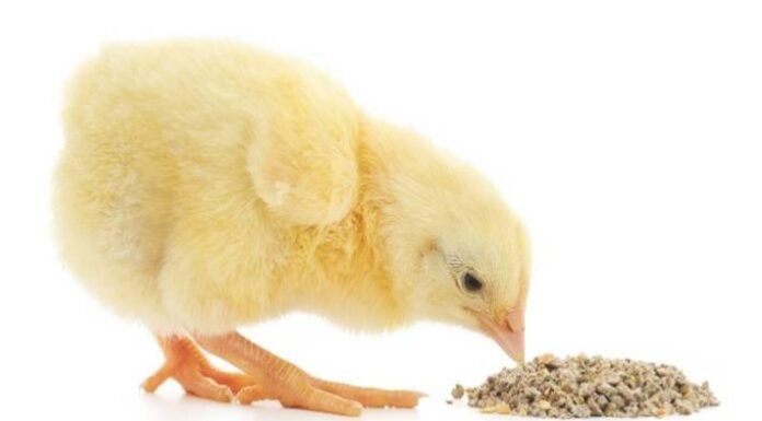 Effect of Early Post Hatch Feeding on the Development and Functioning of Poultry Immune System