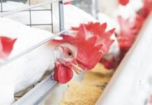 Role of Fibre in Layer Diet