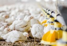 Applications invited for Positive Poultry Challenge