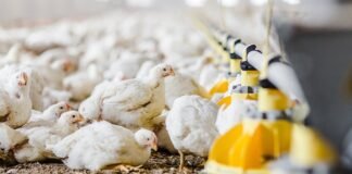 Applications invited for Positive Poultry Challenge