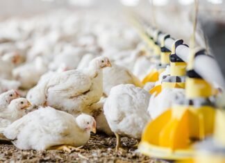 Applications invited for Positive Poultry Challenge